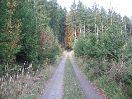 houby2010-6.JPG